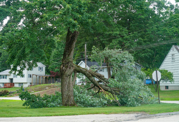 Best Hazardous Tree Removal  in Alpine, CA